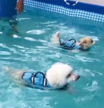 ④ころ太郎水泳競争
