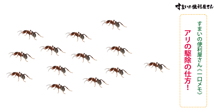 すまいの便利屋さん 《一口メモ》アリの駆除の仕方!