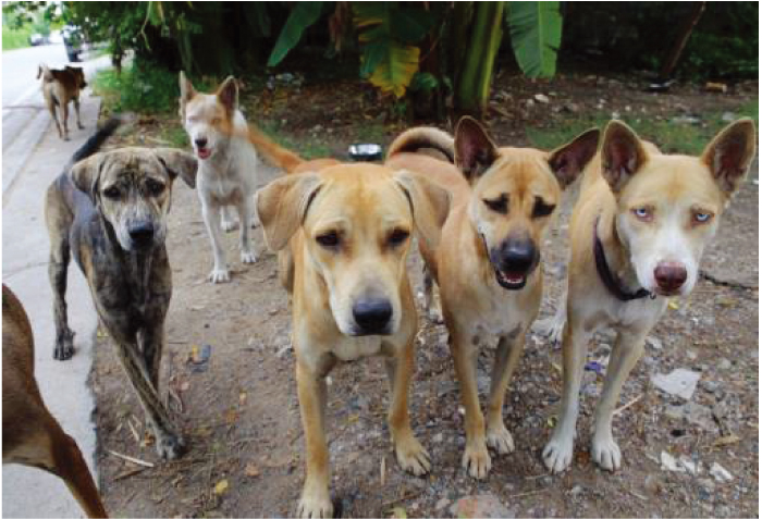 タイは野良犬天国!殺処分なく生涯保護