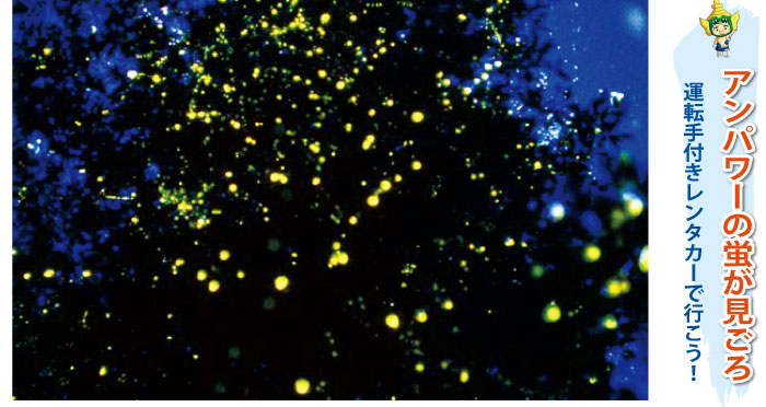 アンパワーの蛍は一見の価値あり