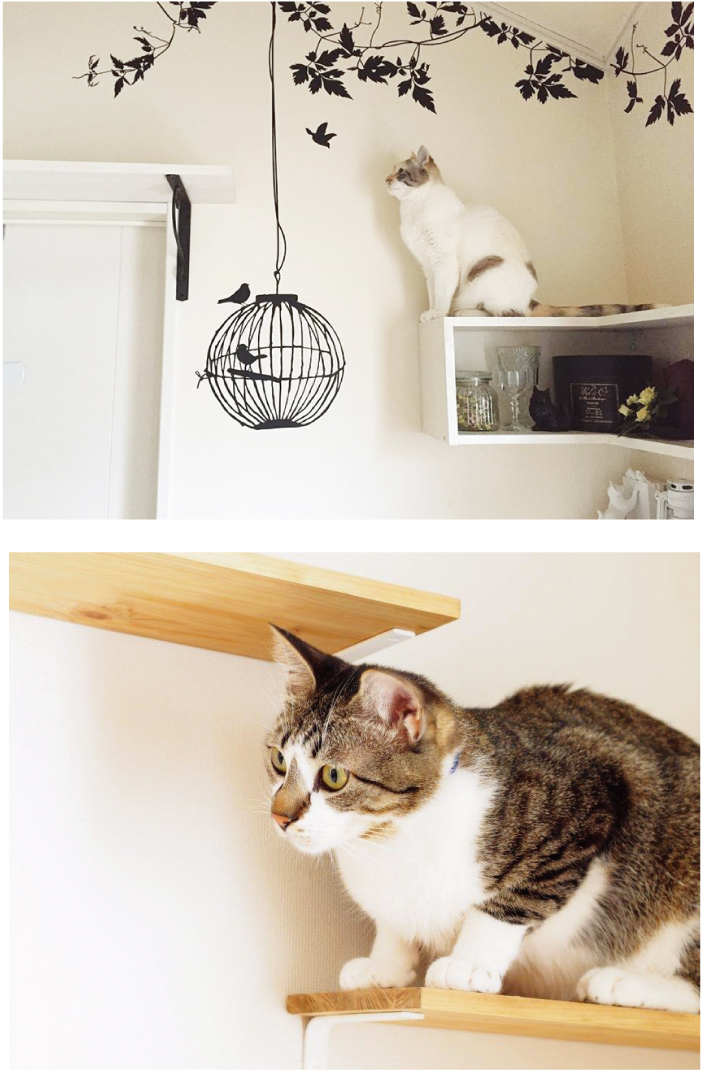 バンコク初!キャットウォーク付き賃貸物件