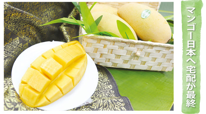 「バンコクマンゴー」マンゴー日本へ宅配が最終