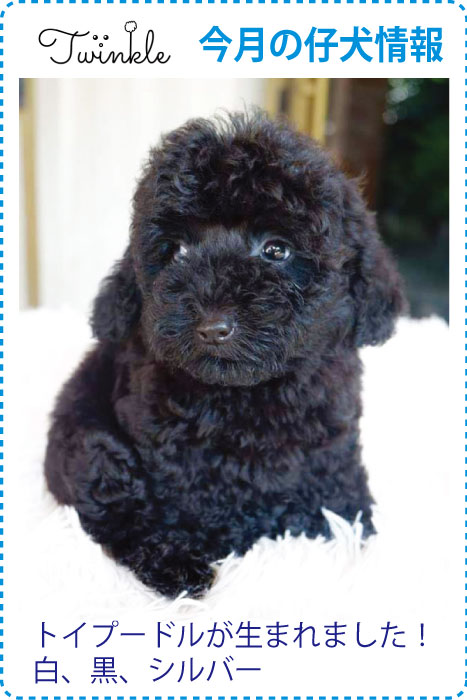 トイプードルが生まれました! 白、黒、シルバー