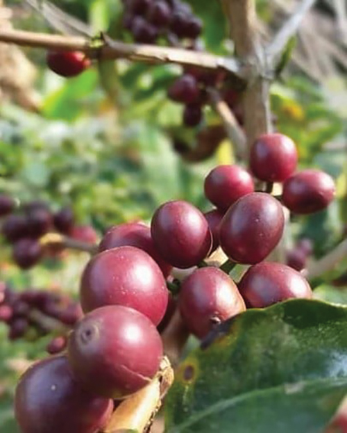 アカ族のメーチャンタイ村で栽培されているコーヒーの実