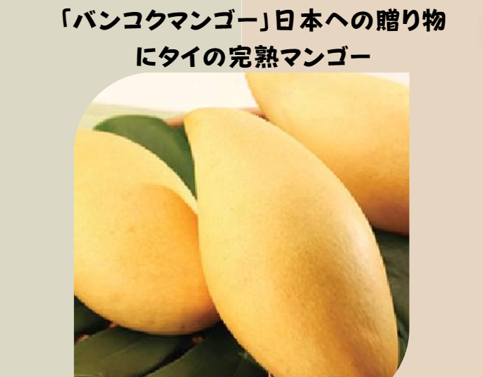 「バンコクマンゴー」日本への贈り物にタイの完熟マンゴー