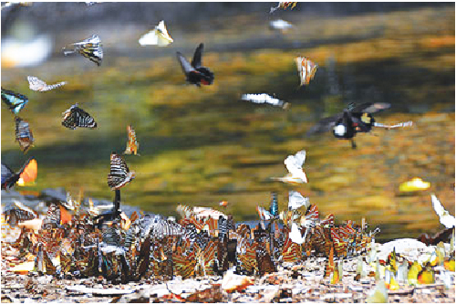 タイで最大の国立公園でさまざまな種類の蝶が舞っている