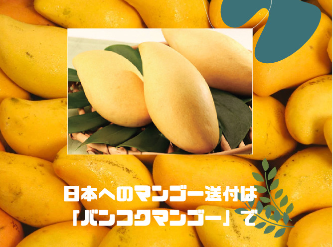 日本へのマンゴー送付は「バンコクマンゴー」で