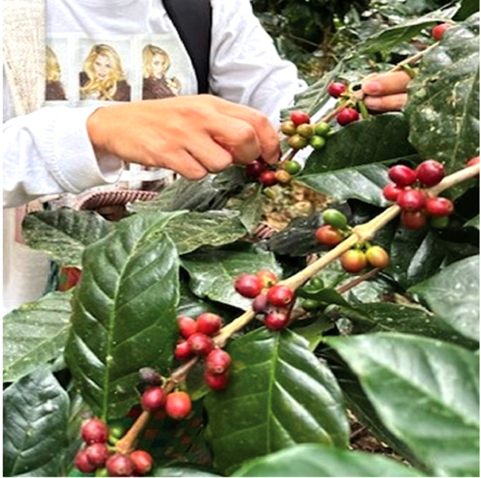 「アカメーチャン・タイコーヒーショップ」コーヒー豆の収穫を体験