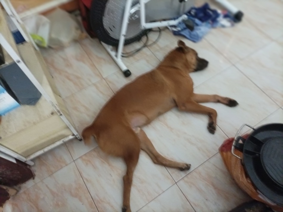 雨の日はいつも寝てるキタロウくん みんなのおとうさん